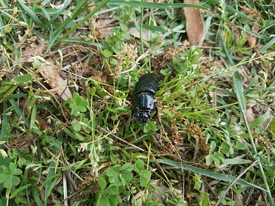 草地上大黑甲虫昆虫院子黑色动物群绿色三叶草背景图片