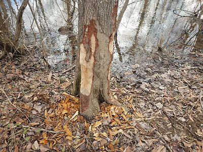 湿地地区树干 水和森林树木上的海狸咬痕标记动物分支机构分数牙印野生动物沼泽咀嚼背景图片