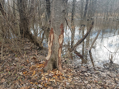 湿地地区树干 水和森林树木上的海狸咬痕标记沼泽分支机构动物野生动物分数咀嚼牙印背景图片