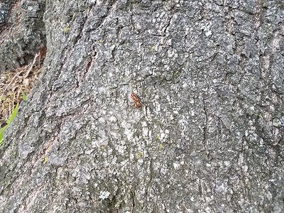 树上大红蚂蚁橙子红色树干动物昆虫背景图片