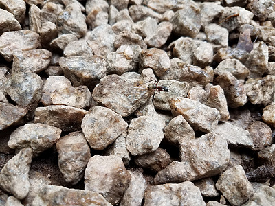 灰宝石或黑蚂蚁石灰色石头地面白色昆虫岩石黑色鹅卵石背景图片