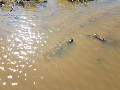 游在黑泥或泥水中的乌龟棕色游泳池塘鳄龟野生动物背景图片