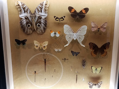 玻璃下面的蝴蝶和飞蛾背景图片
