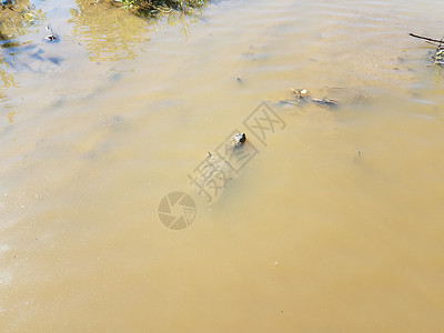 游在黑泥或泥水中的乌龟野生动物鳄龟游泳池塘棕色背景图片