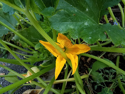 绿色青植物上花朵开花植物学植物群黄色树叶蔬菜背景图片