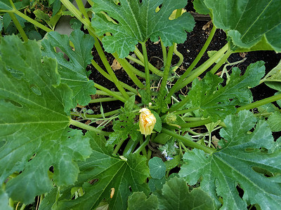 绿色青植物上花朵开花植物群树叶蔬菜植物学黄色背景图片