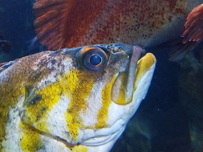 黄白鱼和大眼睛在水中的黄白鱼背景图片