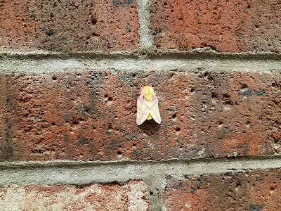 红砖墙上的黄粉色毛虫和粉红色有毛的飞蛾动物红色昆虫野生动物翅膀石工背景图片