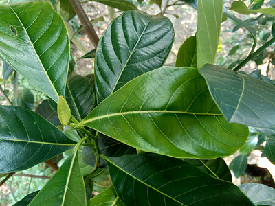 绿色杰克果叶有自然本底 菠萝蜜 也称为菠萝蜜 nangka 是无花果 桑树和面包果科 桑科 中的一种树种热带异国食物果皮植物情调背景图片
