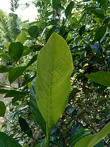 一种有蹄绿色杰克果叶有自然本底 菠萝蜜 也称为菠萝蜜 nangka 是无花果 桑树和面包果科 桑科 中的一种树种热带食品面包果植物生活情背景
