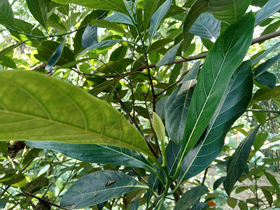 绿色杰克果叶有自然本底 菠萝蜜 也称为菠萝蜜 nangka 是无花果 桑树和面包果科 桑科 中的一种树种植物食品热带情调食物果皮背景图片