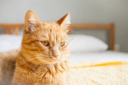 红色不道德的肥猫 在白床上一只黄格子编织的黄板上黄色生长兴趣压痛白色谎言眼睛毯子幸福注意力背景图片