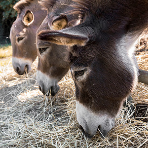 驴子吃干草背景图片