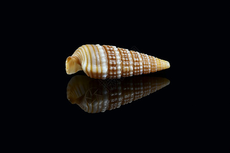 黑色背景的围角蜗牛贝壳海滩动物贝类食肉亚科生物学生物喇叭身体贝壳类背景图片