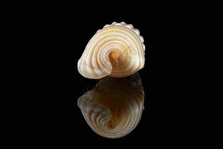 黑色背景的围角蜗牛贝壳身体海湾亚科贝壳类生物生物学海滩食肉动物贝类背景图片