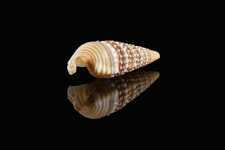 黑色背景的围角蜗牛贝壳贝壳类喇叭身体动物食肉海湾海滩生物学生物贝类背景图片