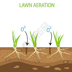 豆芽生长园艺草坪景观设计服务 白色背景上的矢量 在曝气优势的背景下 地面上的绿色草坪插画