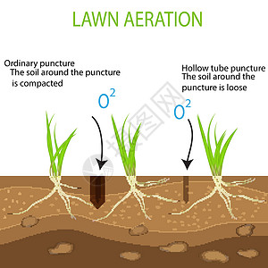 豆芽生长园艺草坪景观设计服务 白色背景上的矢量 与通常方法相比 空心管曝气工具在地面上的绿色草坪的优势插画