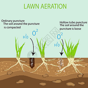 豆芽生长园艺草坪景观设计服务 蓝色背景上的矢量 与通常方法相比 空心管曝气工具在地面上的绿色草坪的优势插画