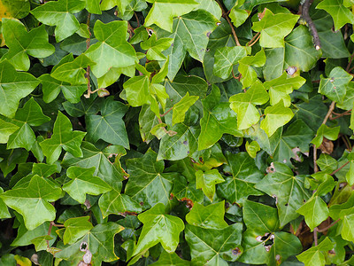 常春藤植物背景植被绿色植物空白树叶叶子绿色背景图片