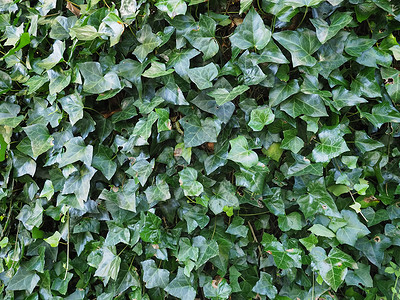 常春藤植物背景绿色空白树叶绿色植物叶子植被背景图片