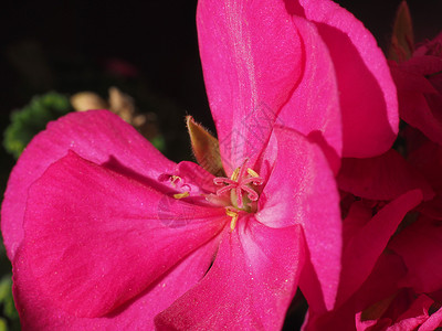 粉红色花花植物花朵宏观花园植被背景图片