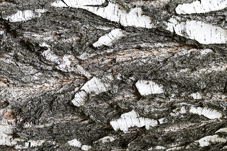 树皮纹理老桦树纹理的树皮灰色宏观木头树干材料皮肤植物背景