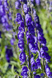 新蓝蓝色植物群植物花瓣花园宏观园艺花头附子家庭香味背景图片