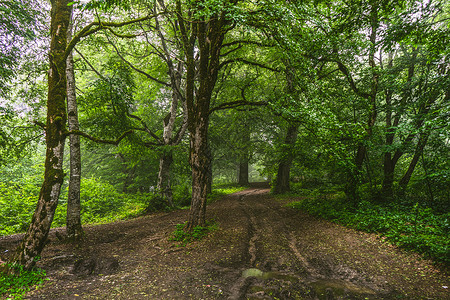 夏季森林中的道路小路绿色娱乐环境植物木头高清图片