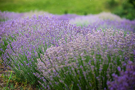 夏季风景 有开花的熏衣草地花瓣场地薰衣草植物群农村紫色植物农场衬套背景图片