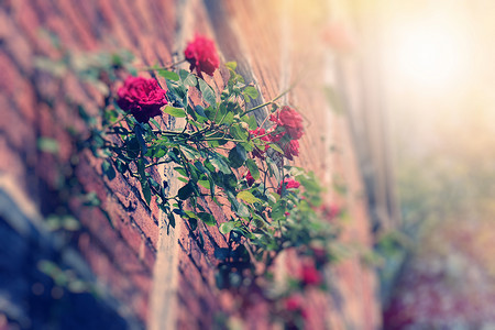 玫瑰园生长夏天开花高清图片