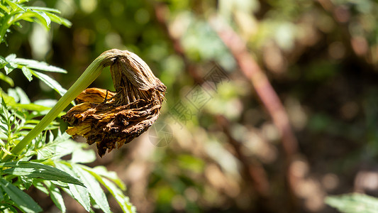 腐烂花朵绿色园丁心碎黄色金子万寿菊悲哀伤害勃起悲伤背景图片