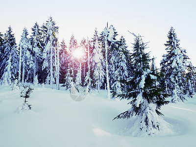故宫上新了山上新雪覆盖了树木背景