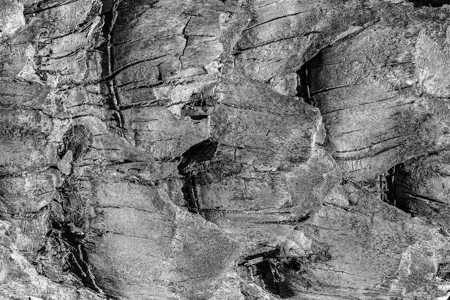 老棕榈树皮的纹理木头线条风化白色旅行树干植物宏观椰子墙纸背景图片