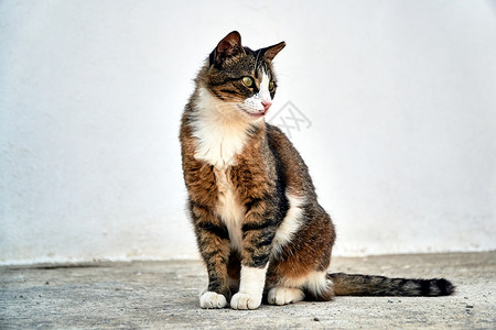 猫岛克里特岛欧洲种的白灰成年小白猫耳朵尾巴胡须动物鼻子眼睛花斑品种成人毛皮背景