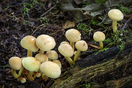 秋天的林地真菌蘑菇孢子植物摄影宏观植物群食用菌毒菌树干食物团体背景图片