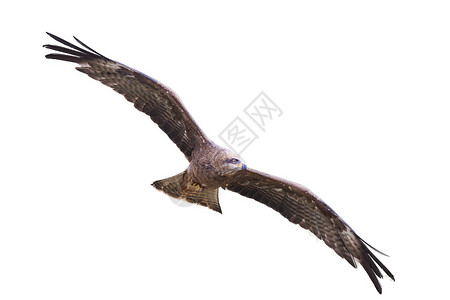 黑基特Milvus 偏头捕食猛禽鸟飞翔荒野野生动物羽毛飞行翅膀猎物动物航班森林风筝背景图片