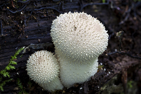 秋天的普通泡排球蘑菇背景图片