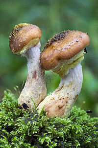 秋天的林地真菌蘑菇食物生长毒菌植物树干宏观森林孢子菌类乡村背景图片