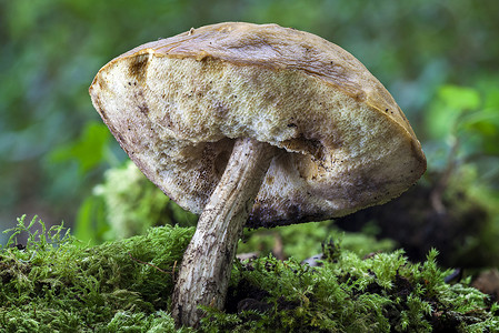 秋天的林地真菌蘑菇孢子季节摄影树干乡村植物森林生长食用菌菌类背景图片