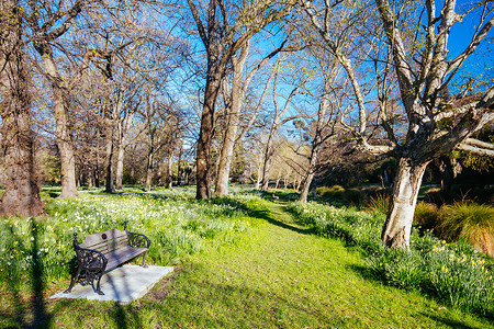 新西兰的克赖斯特彻奇植物园植物植物学异国花园栽培绿色情调气候日光温室背景