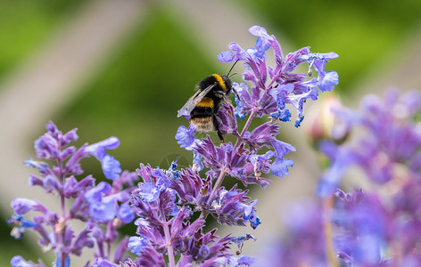 花朵上的大黄蜂花粉黑色粉色蓝色黄色昆虫花园背景图片