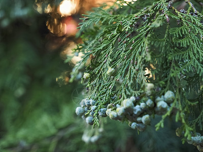 观赏树木植物圣诞节高清图片