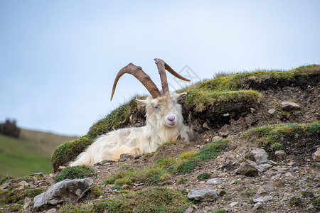 兰杜德诺野生克什米尔山羊山羊哺乳动物棕色公园眼睛荒野毛皮野生动物旅行背景