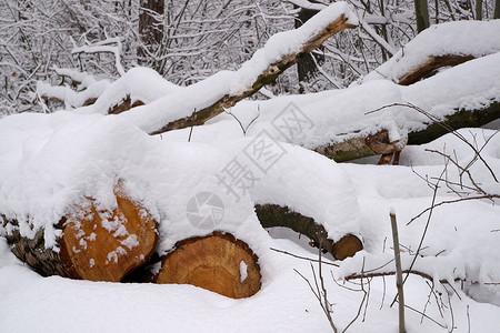 冬季森林水平景观衬套树干木头全景背景图片