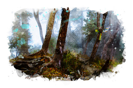 森林图像 水彩色和照片混合介质绘画插图木头水彩丛林背景图片