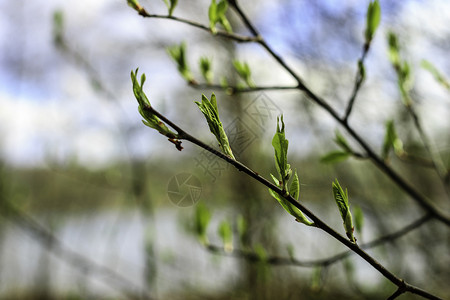 初春 温柔的叶子 嫩芽和树枝生活生长太阳晴天植物群宏观天空分支机构季节环境背景图片
