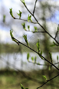 初春 温柔的叶子 嫩芽和树枝植物学蓝色植物群天空分支机构绿色生长季节环境植物背景图片