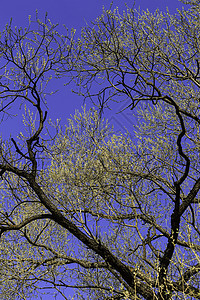 初春 温柔的叶子 嫩芽和树枝晴天生长分支机构天空植物学环境绿色生活蓝色太阳背景图片