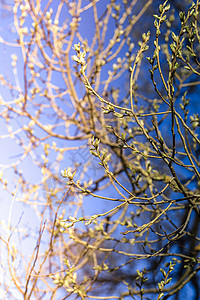 初春 温柔的叶子 嫩芽和树枝植物学太阳绿色生活季节生长植物植物群环境天空背景图片